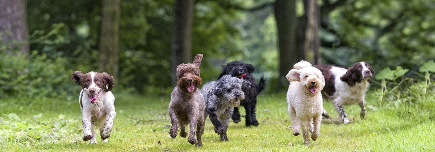 Happy dogs running through a field